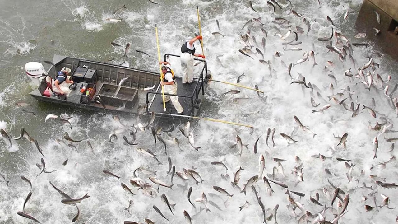 River Rescue: 100,000 Pounds of Invasive Fish Removed to Save Native Wildlife